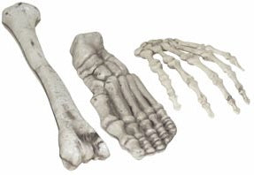 HUESOS DIFERENTES PARTES