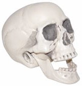 CRANEO CALAVERA 7PG REALISTA